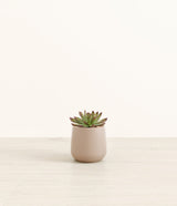 Echeveria Miranda plant