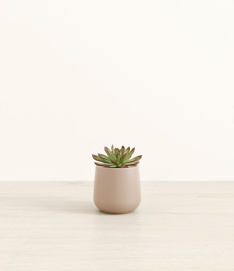 Echeveria Miranda plant