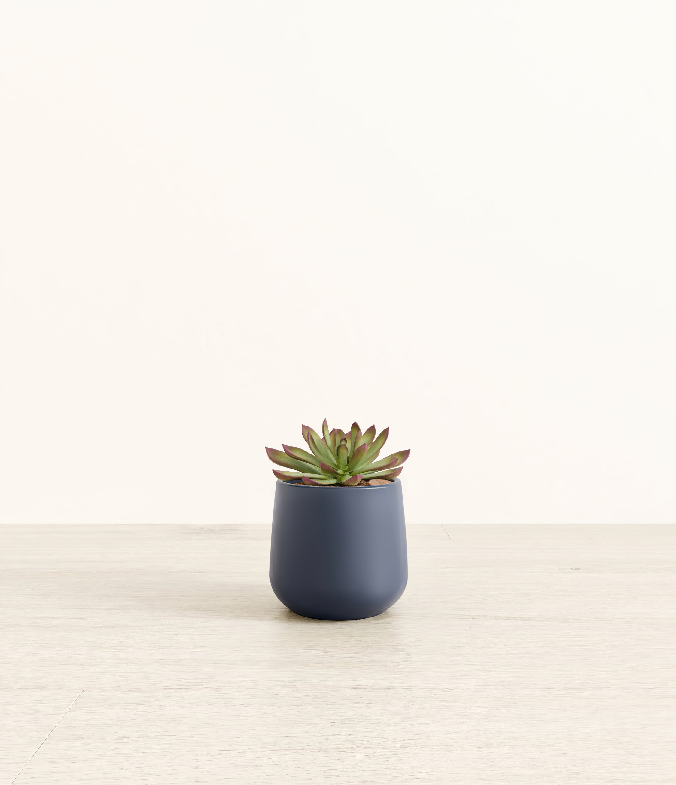 Echeveria Miranda plant