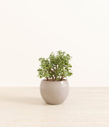 Elephant Bush plant