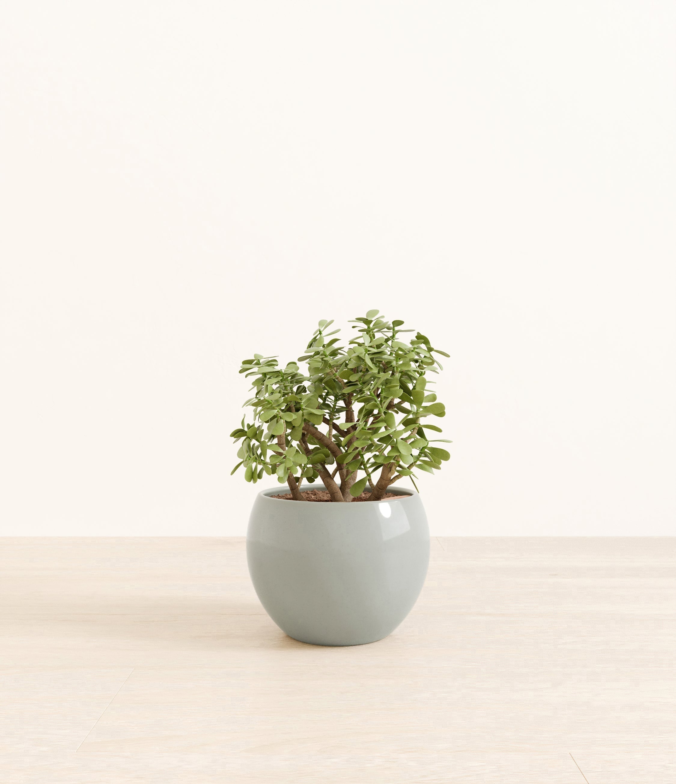 Elephant Bush plant