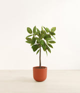 Ficus Altissima plant