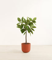 Ficus Altissima plant