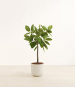 Ficus Altissima plant