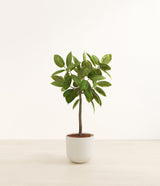 Ficus Altissima plant
