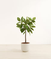 Ficus Altissima plant