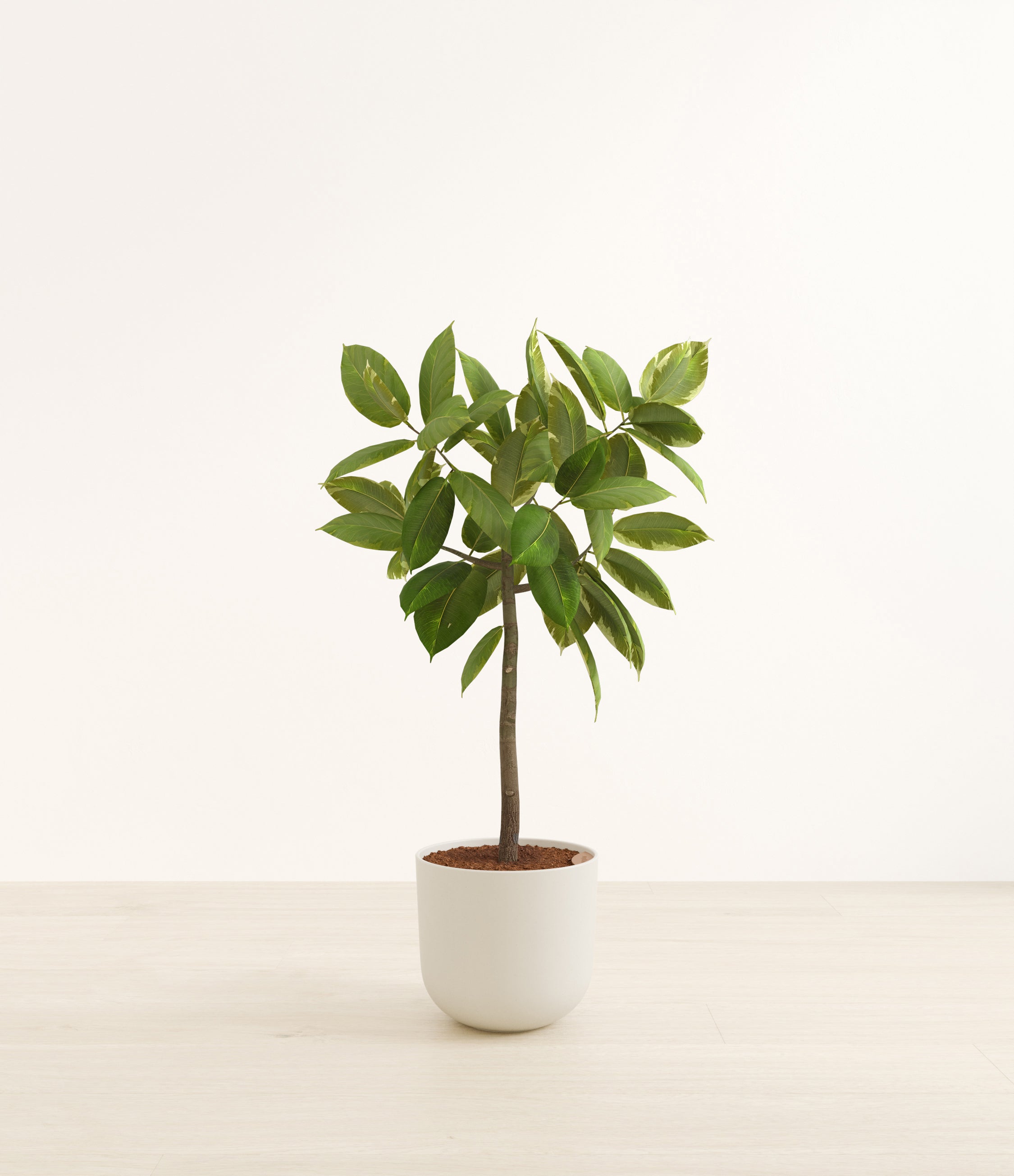 Ficus Altissima plant