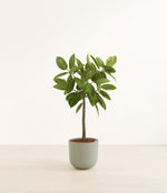 Ficus Altissima plant