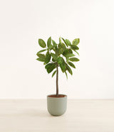 Ficus Altissima plant