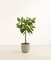 Ficus Altissima plant