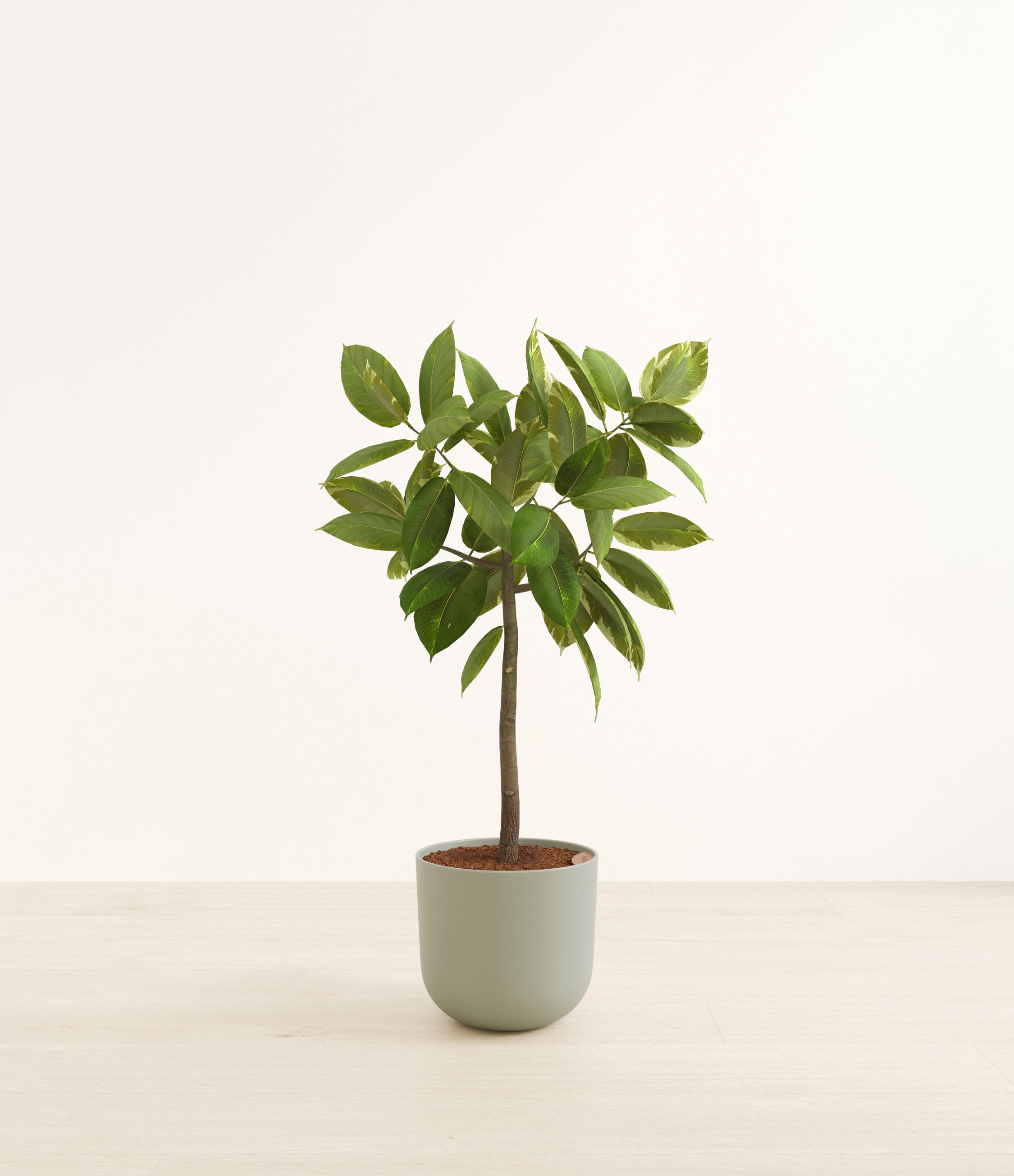 Ficus Altissima plant