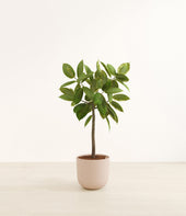 Ficus Altissima plant