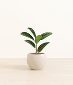 Ficus Audrey plant