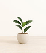 Ficus Audrey plant