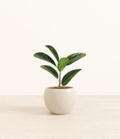 Ficus Audrey plant