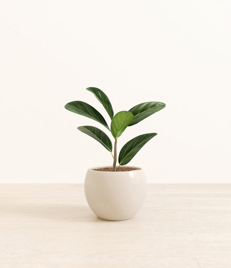Ficus Audrey plant
