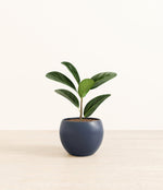 Ficus Audrey plant