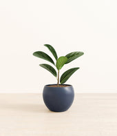 Ficus Audrey plant