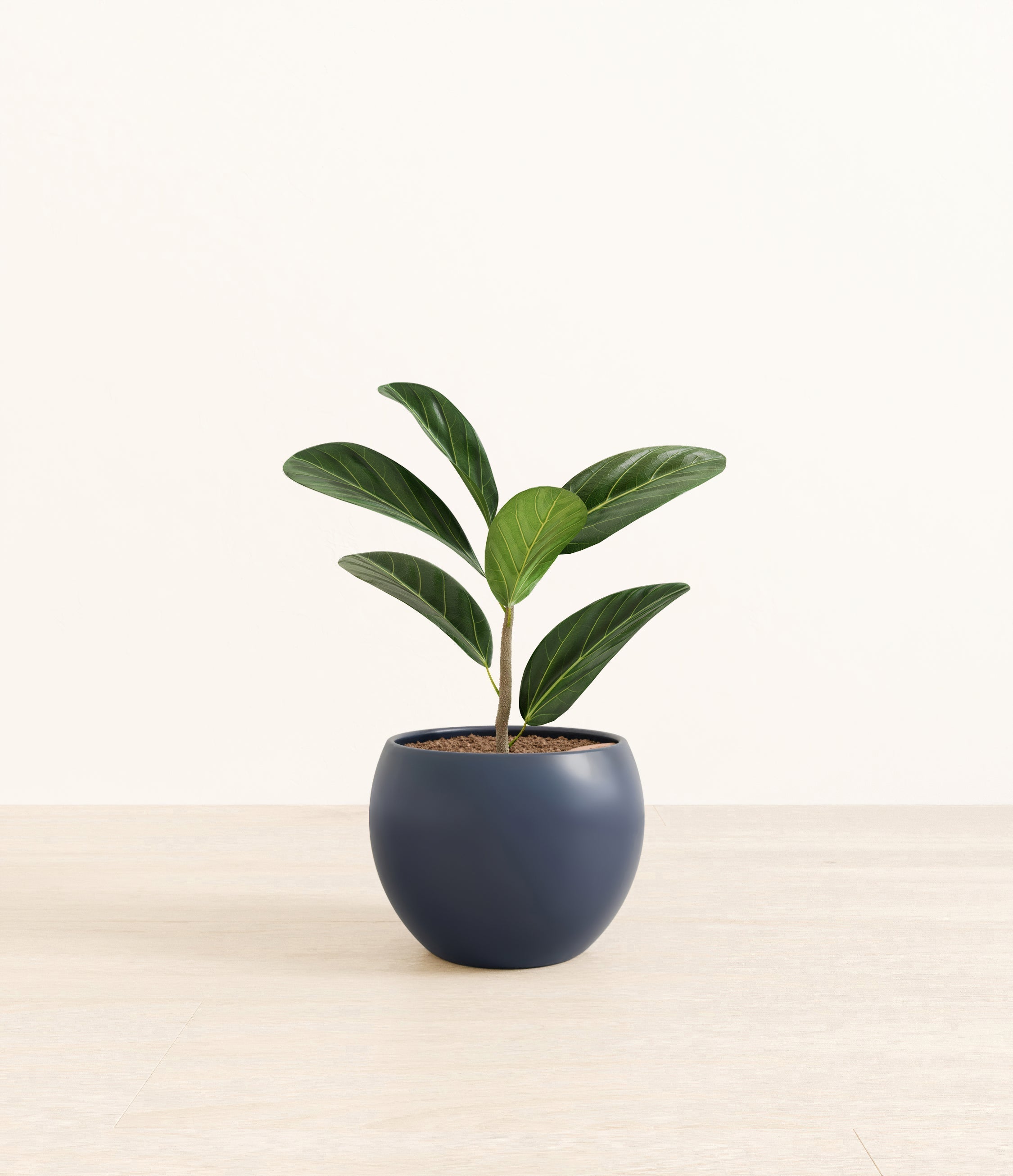 Ficus Audrey plant