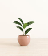 Ficus Audrey plant