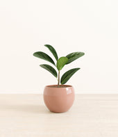 Ficus Audrey plant