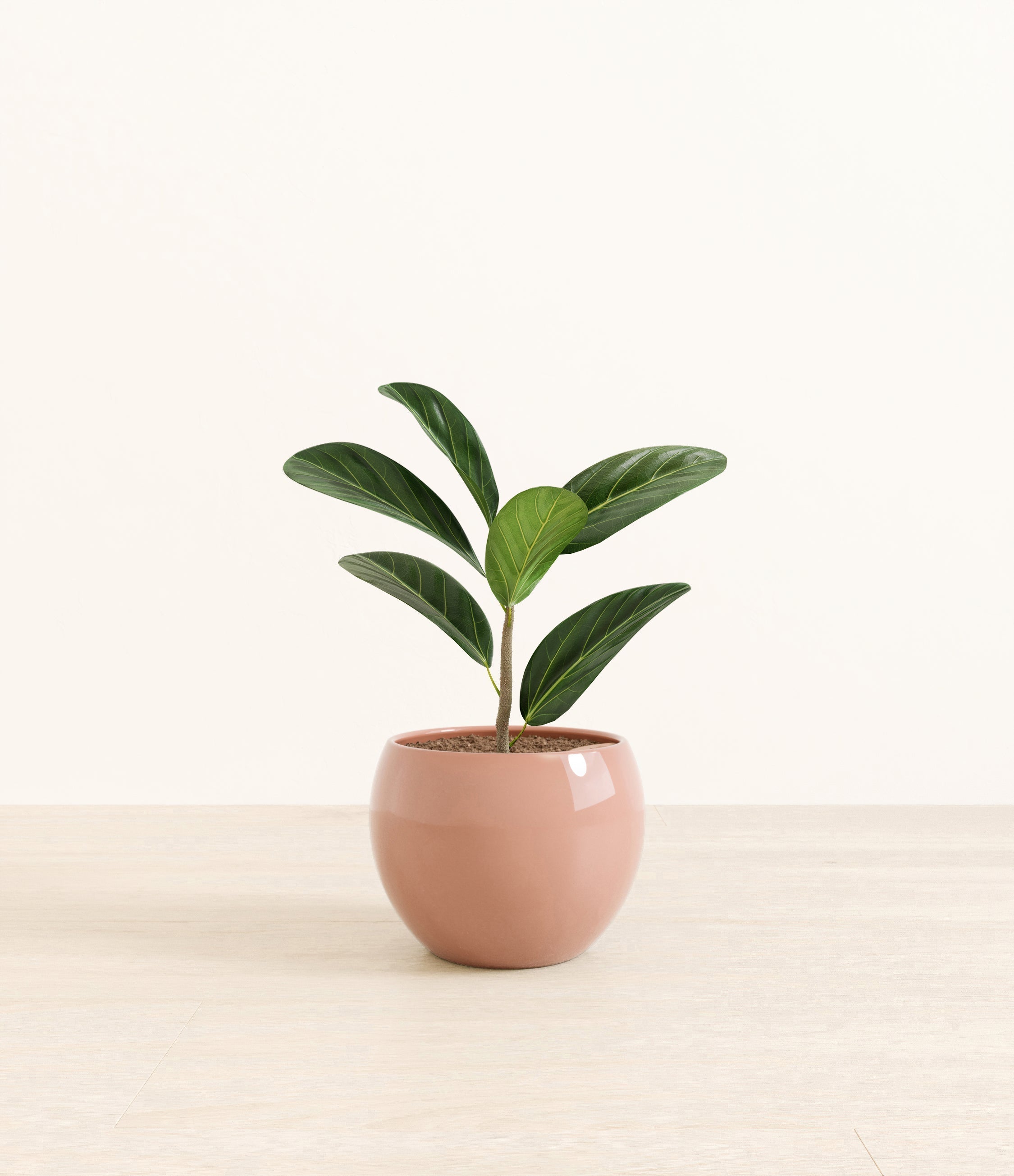 Ficus Audrey plant