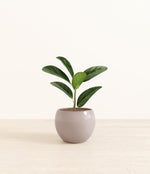 Ficus Audrey plant