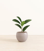 Ficus Audrey plant
