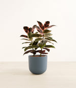 Ficus Ruby plant