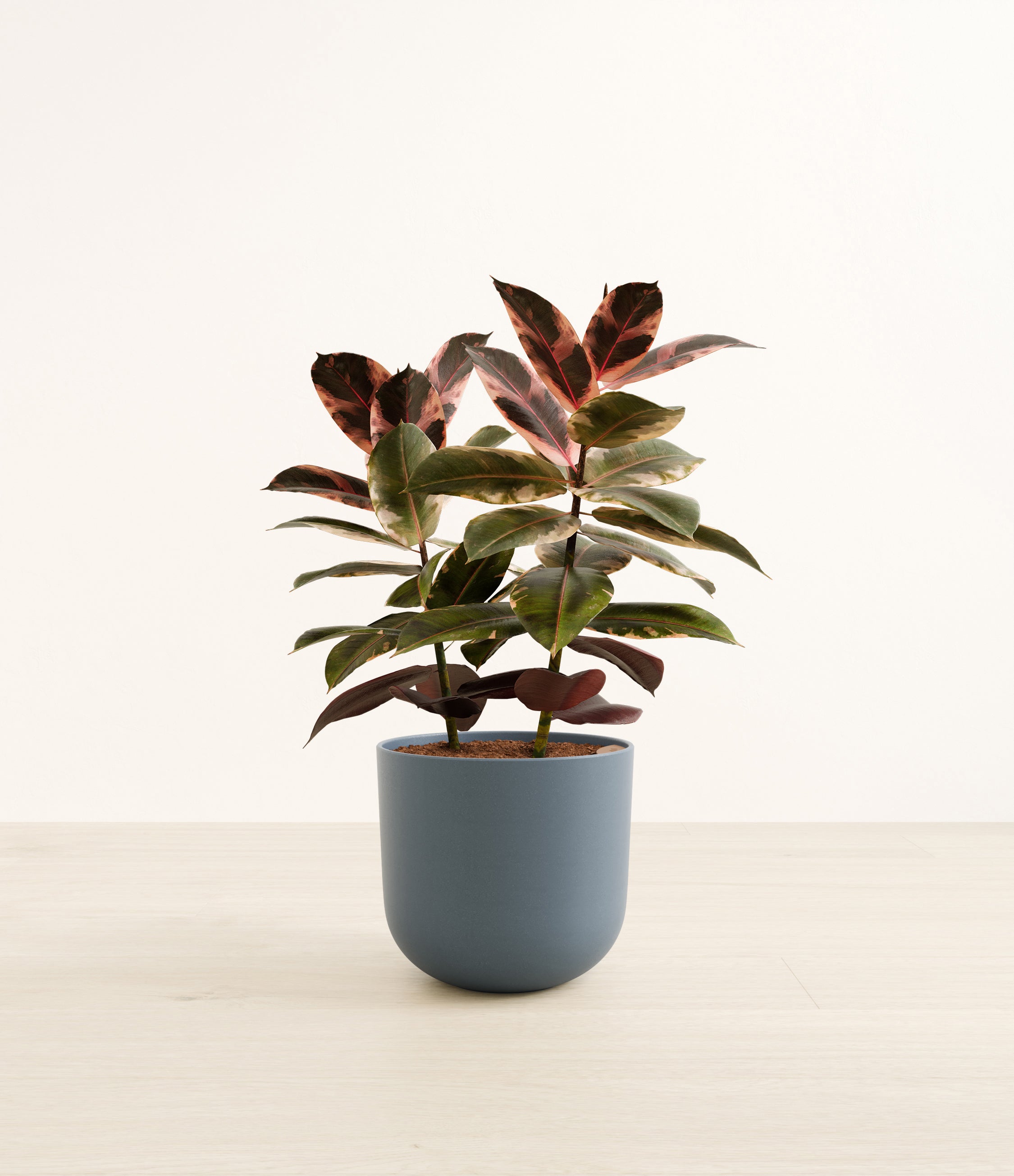 Ficus Ruby plant