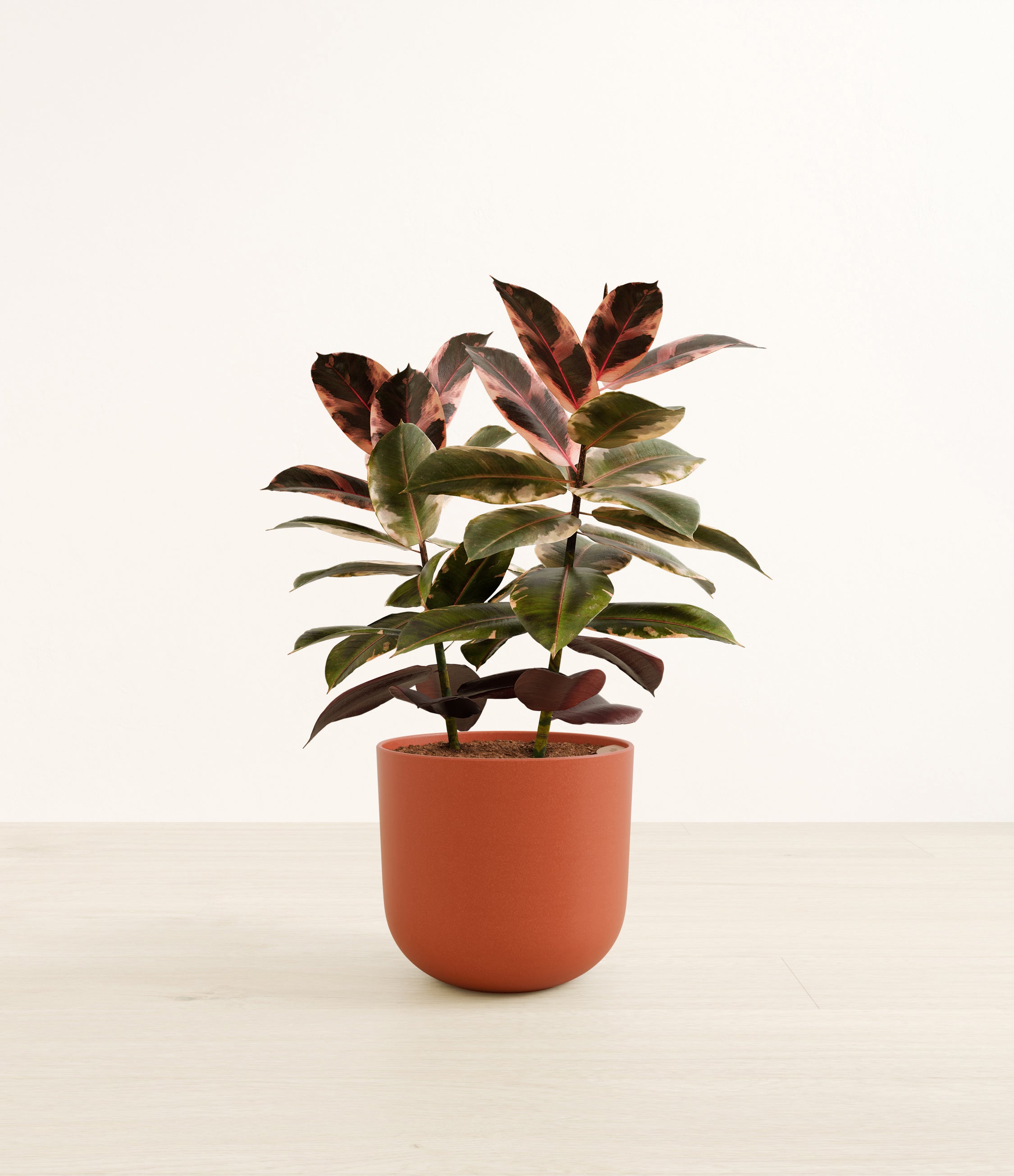 Ficus Ruby plant
