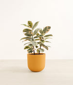 Ficus Tineke plant