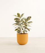 Ficus Tineke plant