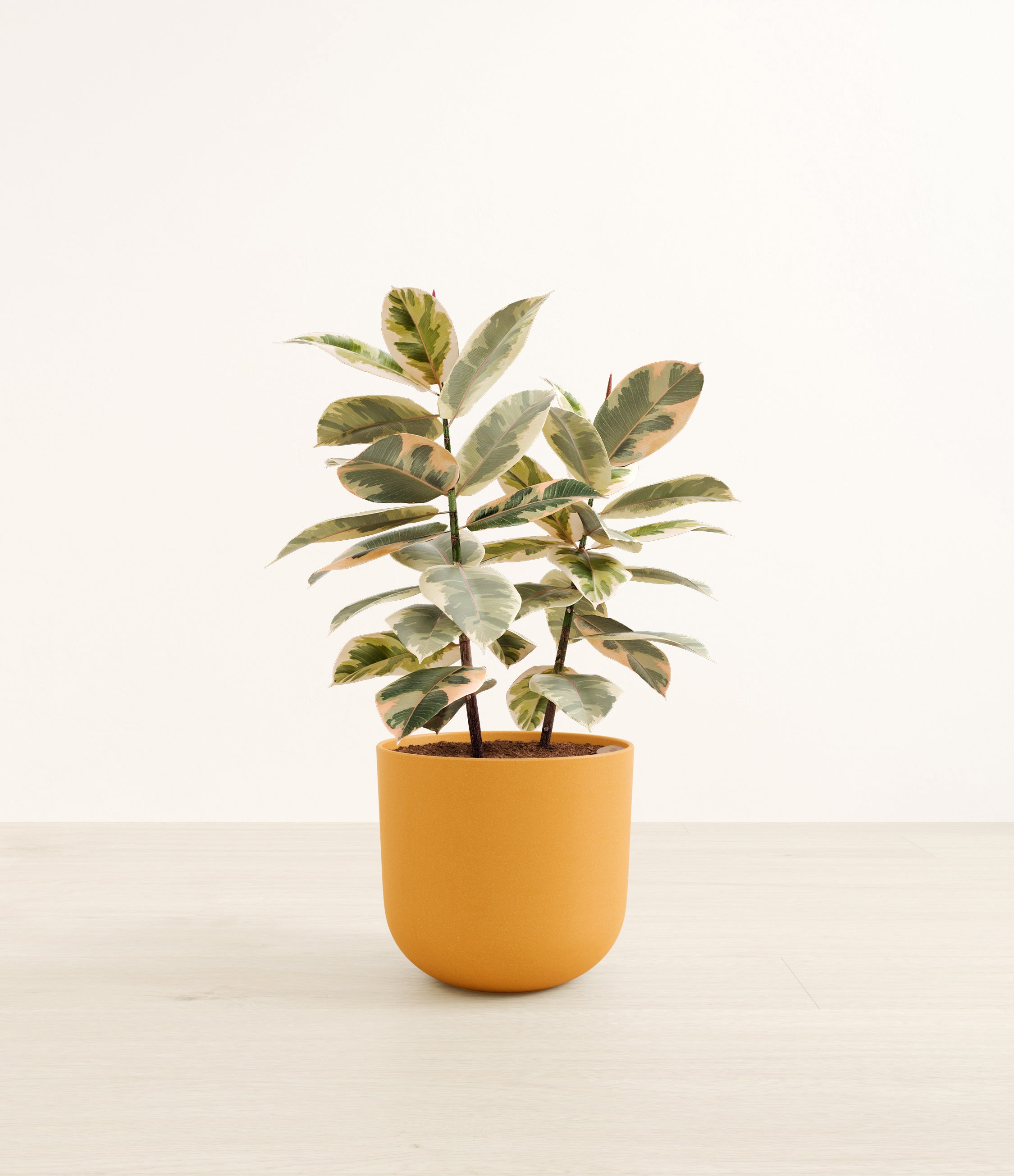 Ficus Tineke plant
