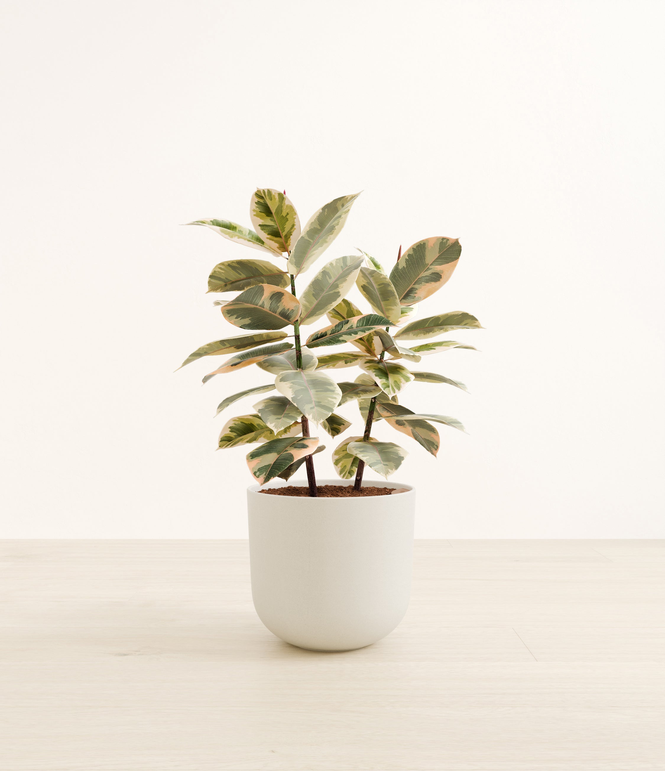 Ficus Tineke plant