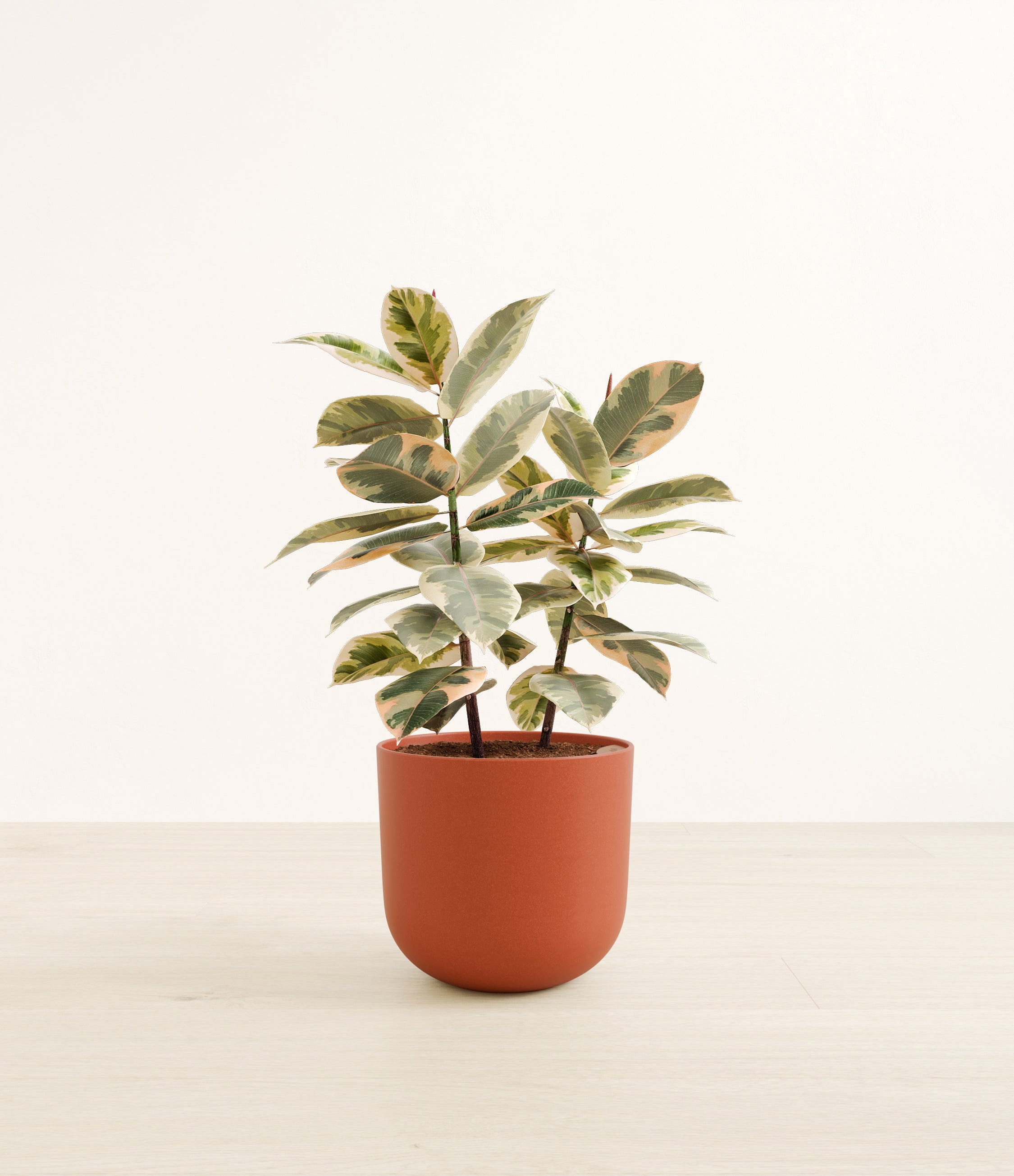 Ficus Tineke plant