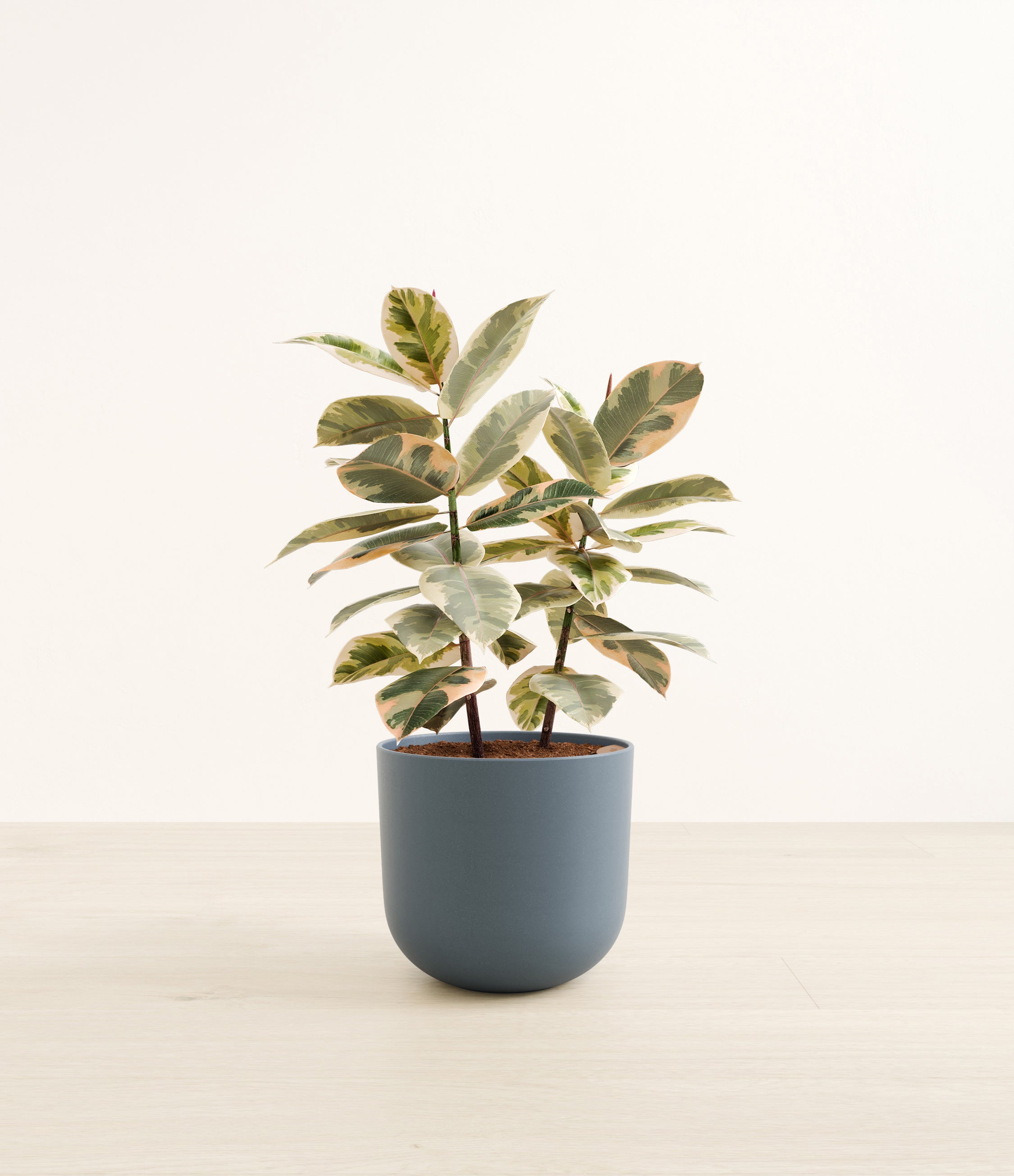 Ficus Tineke plant