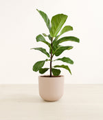 Fiddle Leaf Fig plant