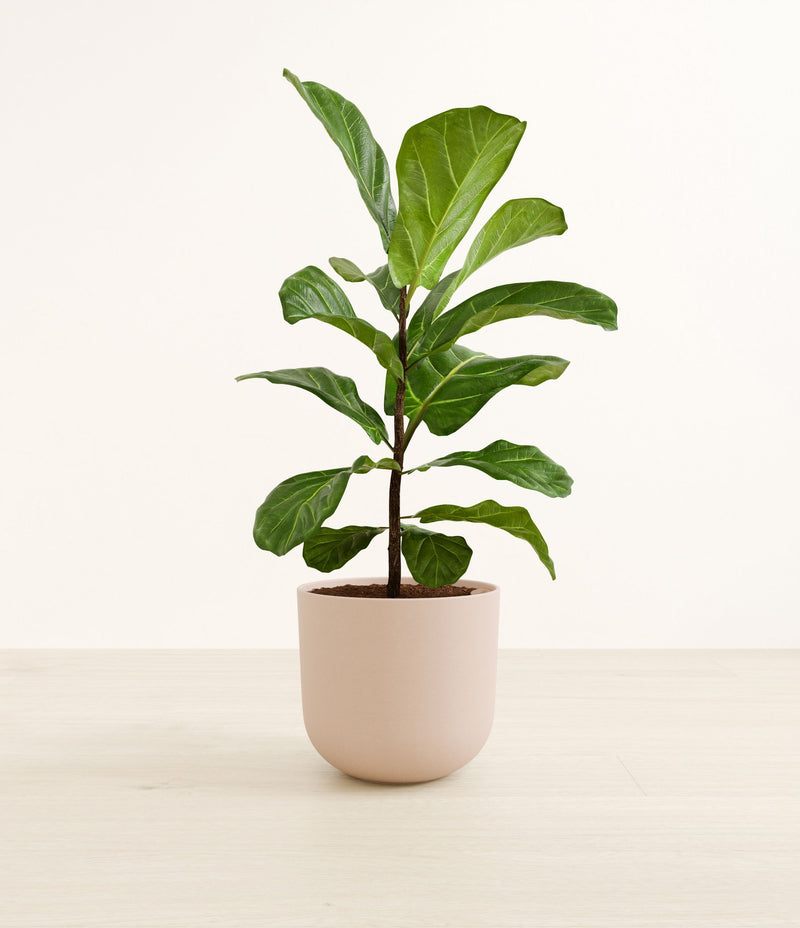 Fiddle Leaf Fig plant