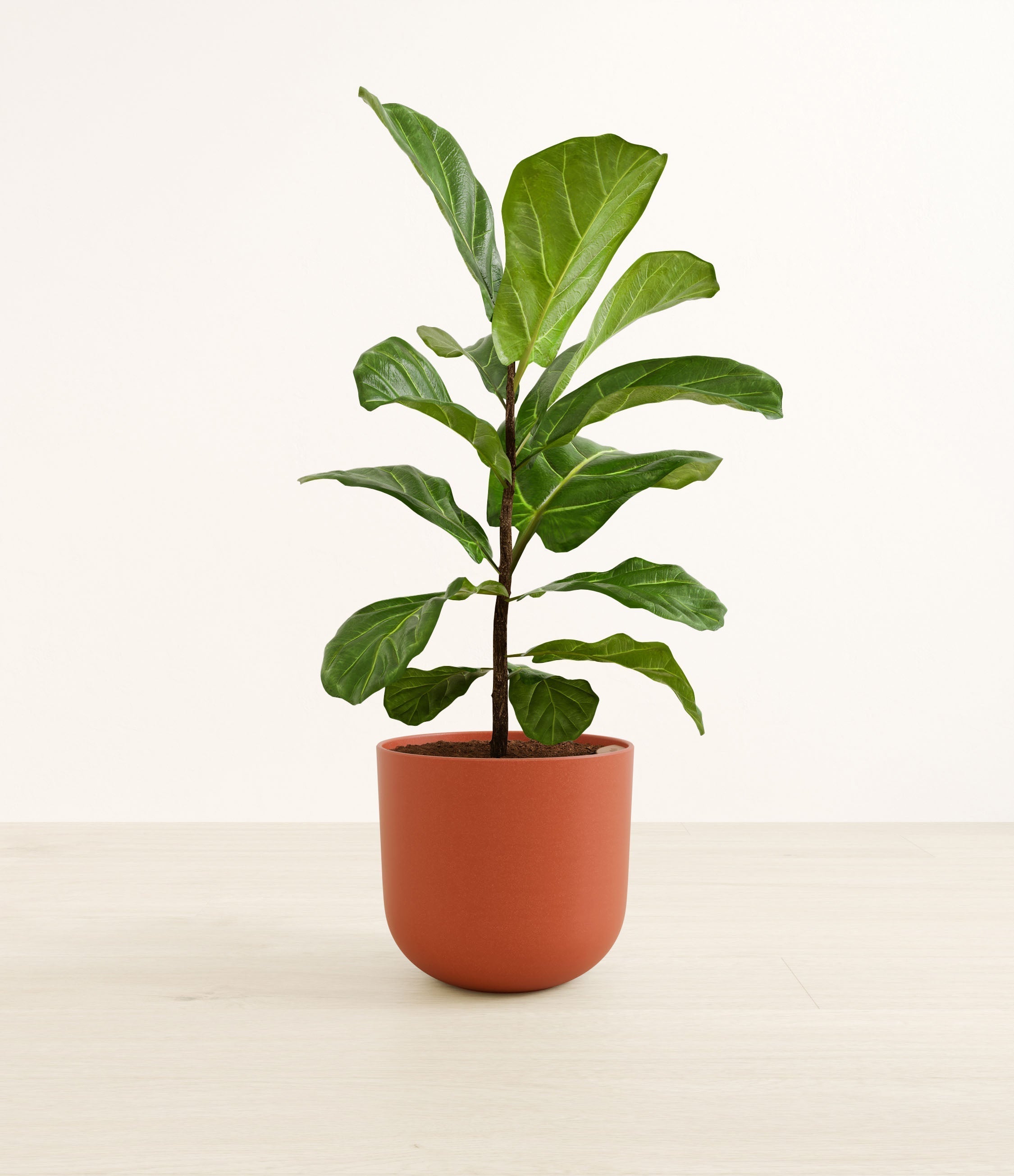 Fiddle Leaf Fig plant