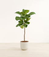 Fiddle Leaf Fig Tree plant