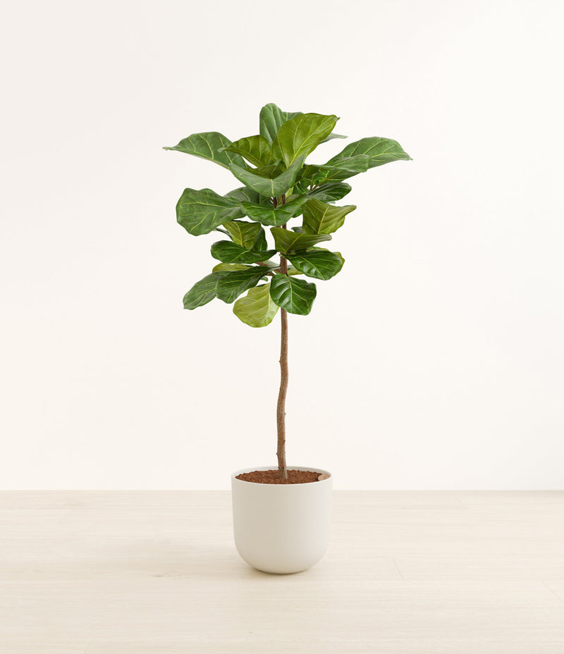 Fiddle Leaf Fig Tree plant