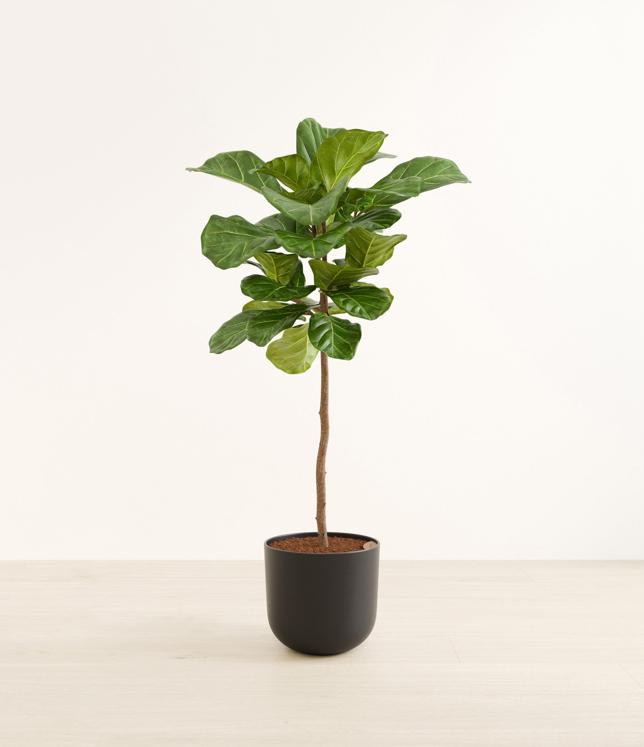 Fiddle Leaf Fig Tree plant