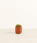 Firestorm Sedum plant