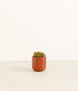 Firestorm Sedum plant