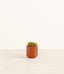 Firestorm Sedum plant