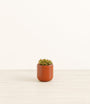 Firestorm Sedum plant