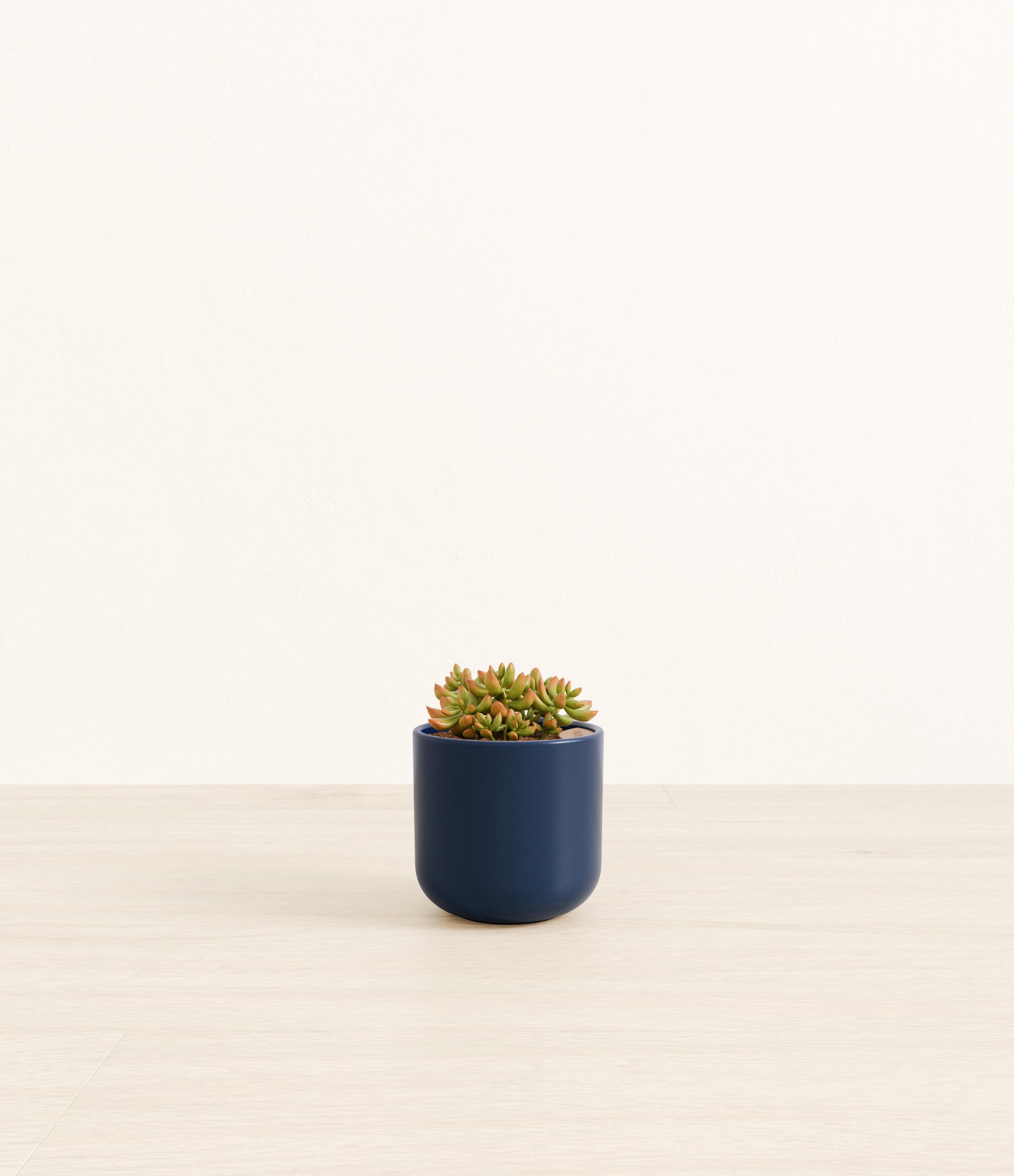Firestorm Sedum plant