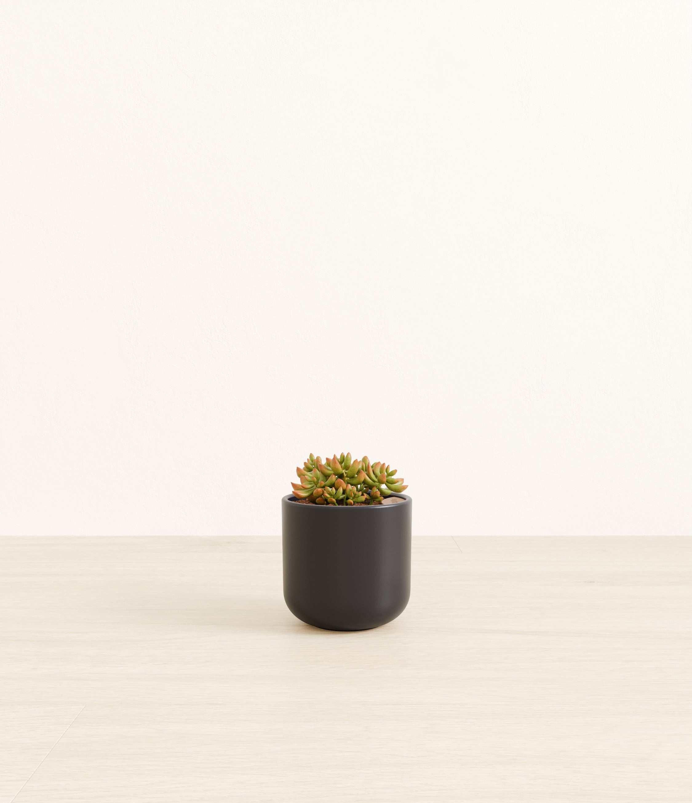 Firestorm Sedum plant
