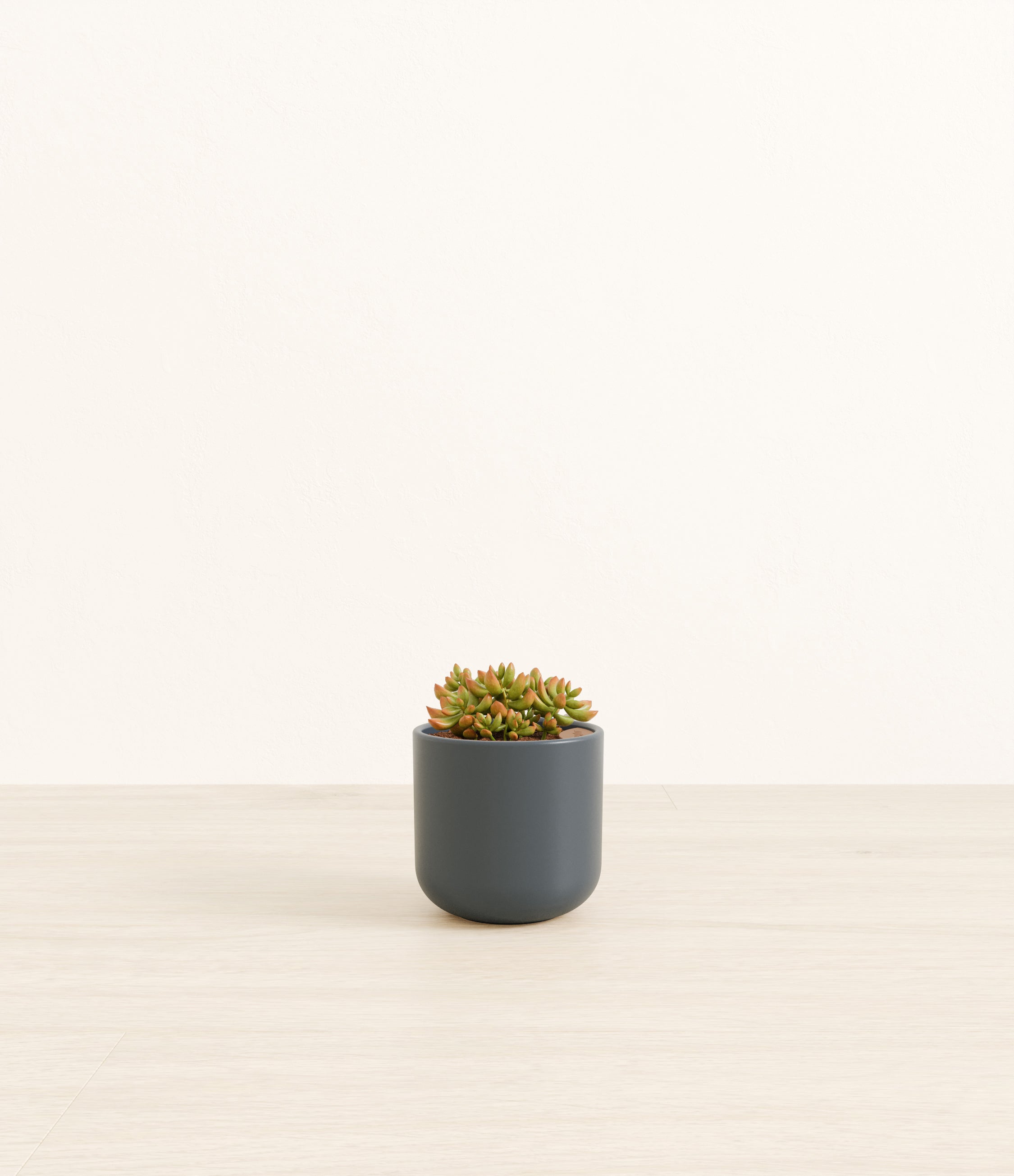 Firestorm Sedum plant